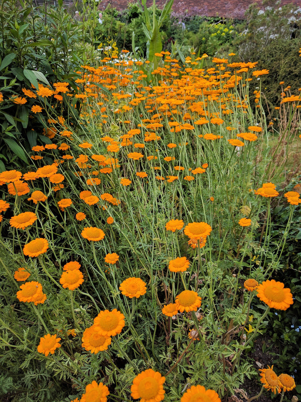 Orange Marguerite Daisy Seeds