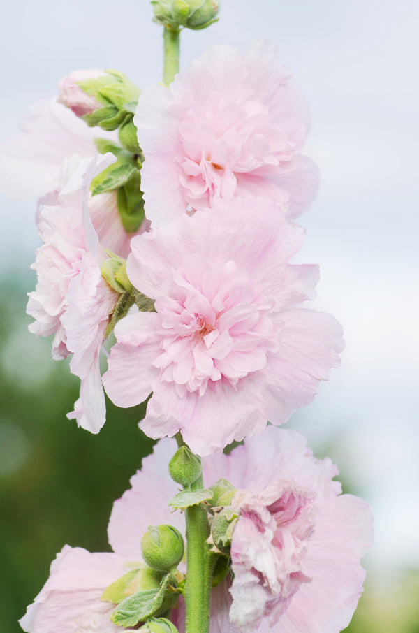 Majorette Hollyhock Seeds - Mixed Colors, Dwarf Double