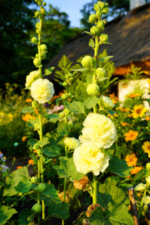Majorette Hollyhock Seeds - Mixed Colors, Dwarf Double
