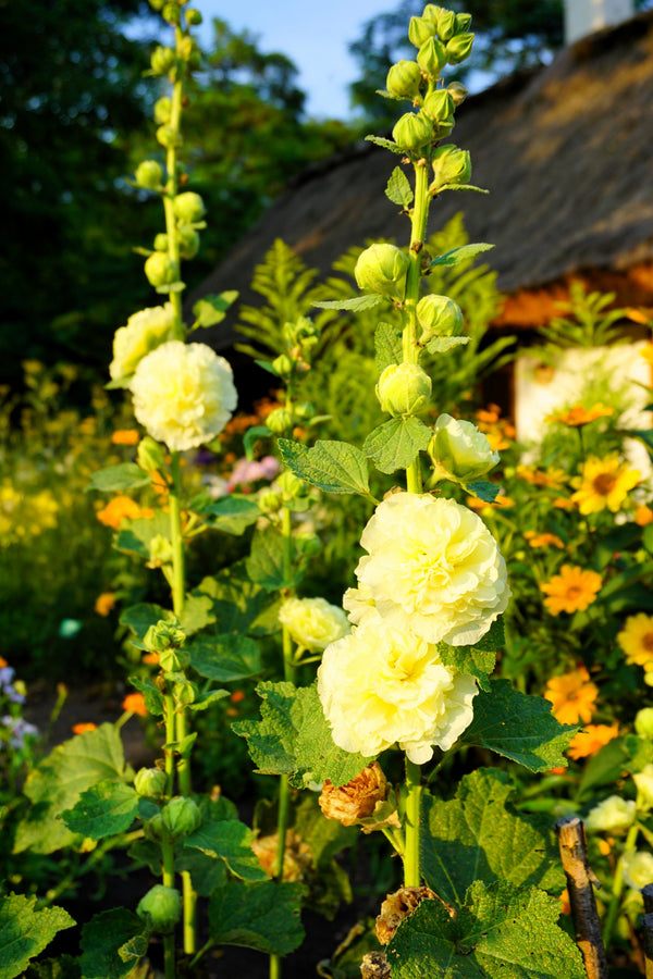 Majorette Hollyhock Seeds - Mixed Colors, Dwarf Double