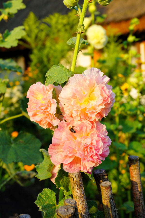 Majorette Hollyhock Seeds - Mixed Colors, Dwarf Double