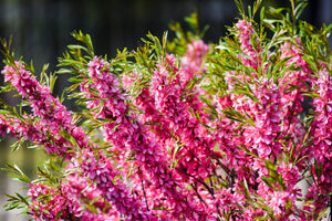 Dwarf 'Russian Almond' Shrub Seeds