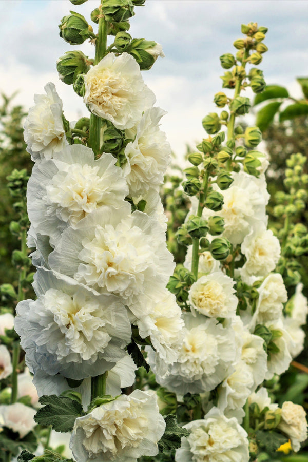 Majorette Hollyhock Seeds - Mixed Colors, Dwarf Double