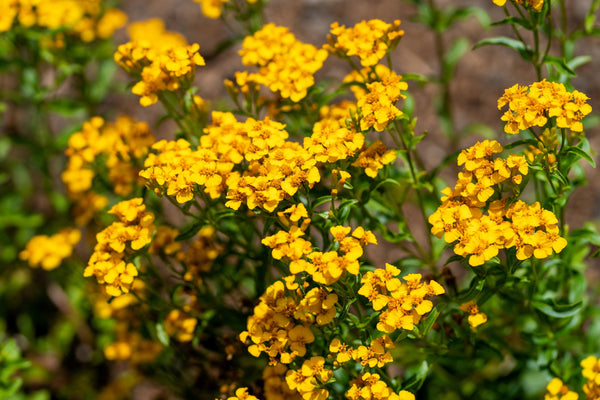 Mexican Marigold Seeds