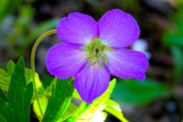 Oregon Geranium Seeds