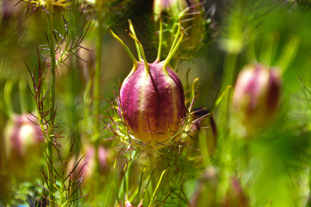 Red Pod Nigella Seeds