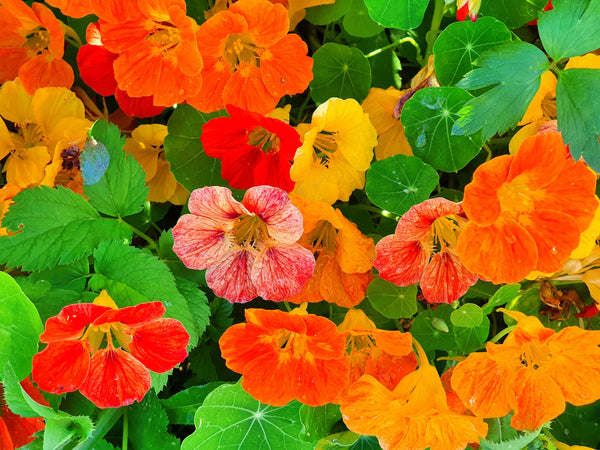 Dwarf Jewel Mix Nasturtium Seeds