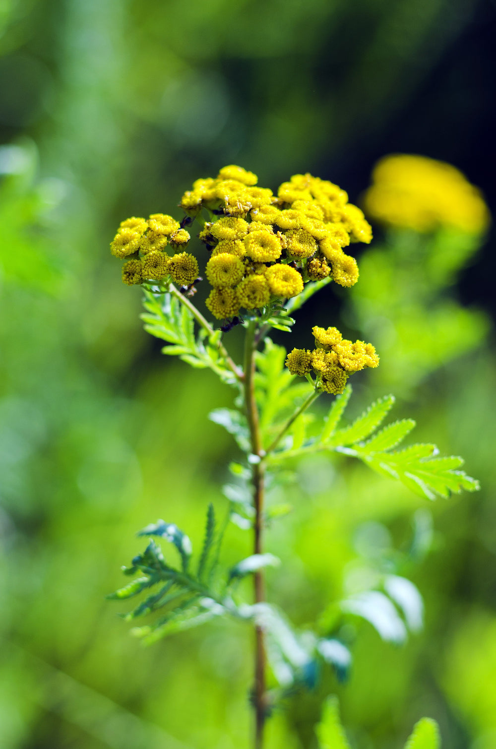 Golden Ageratum Seeds