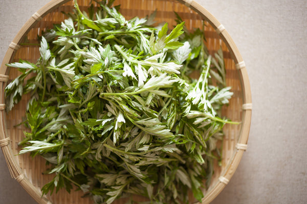 Japanese Mugwort Seeds