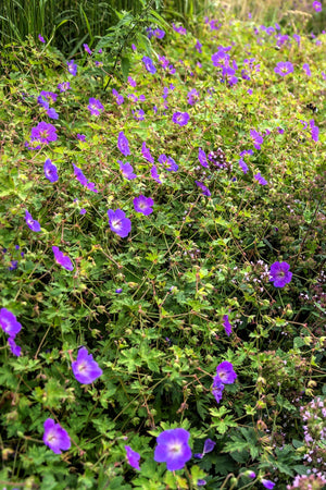 Oregon Geranium Seeds