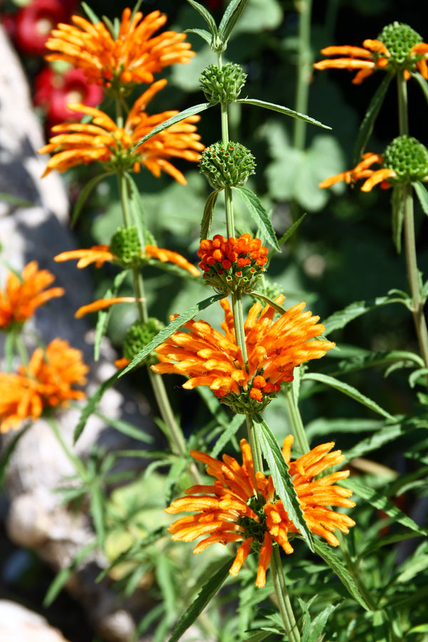Klip Dagga/Lion's Ear Seeds