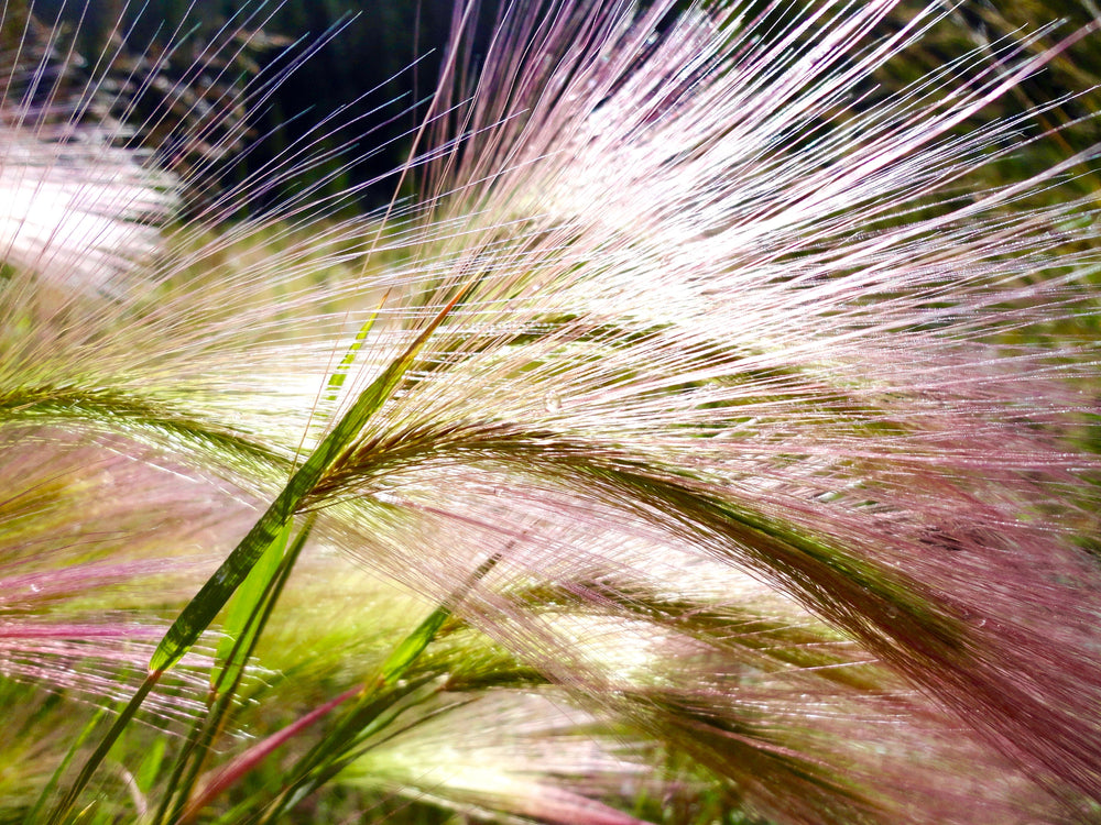 Bottlebrush Squirreltail Rye Grass Seeds