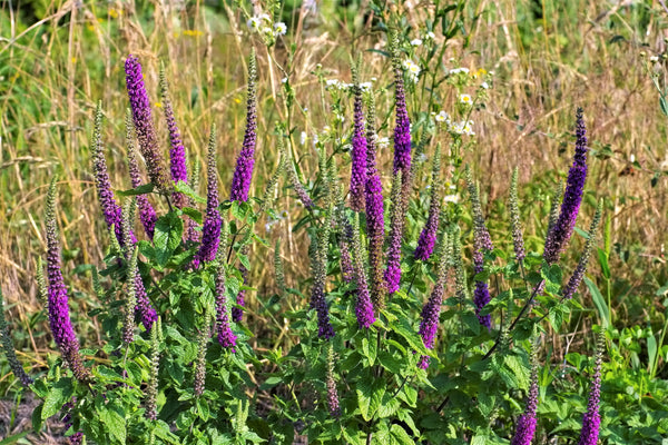Purple Tails Wood Sage Seeds