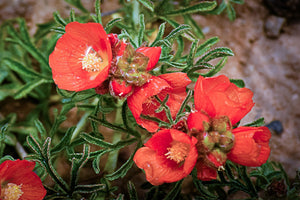 Scarlet Globemallow Seeds