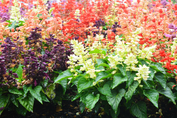 Mixed Colors Salvia Seeds