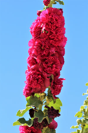 Majorette Hollyhock Seeds - Mixed Colors, Dwarf Double