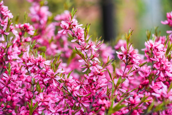Dwarf 'Russian Almond' Shrub Seeds