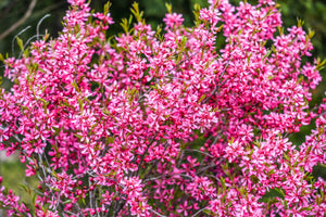 Dwarf 'Russian Almond' Shrub Seeds