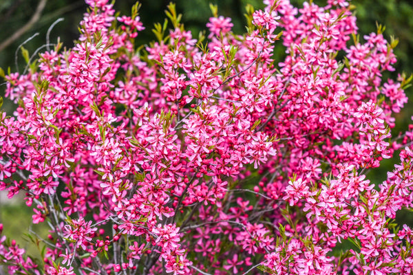 Dwarf 'Russian Almond' Shrub Seeds