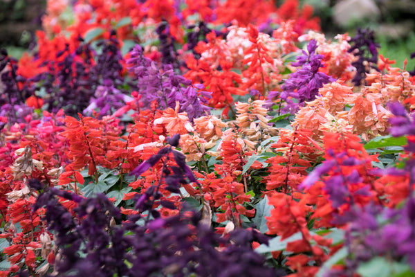 Mixed Colors Salvia Seeds
