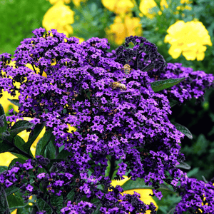 Dwarf Marine Heliotrope Seeds
