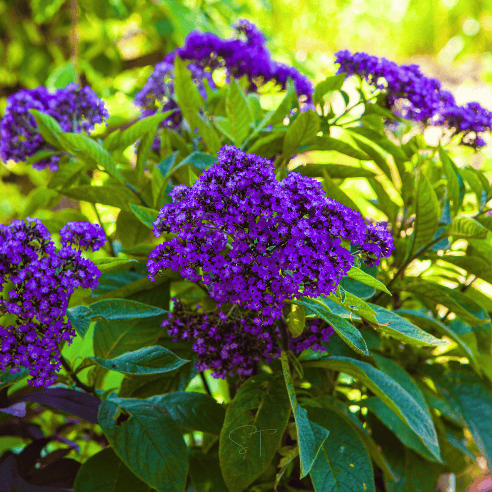 Dwarf Marine Heliotrope Seeds