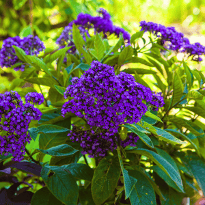 Dwarf Marine Heliotrope Seeds