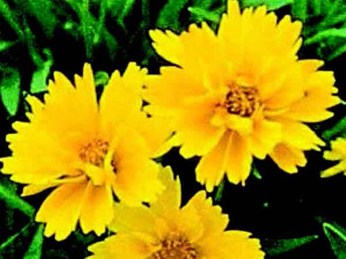 Early Sunrise Coreopsis Seeds