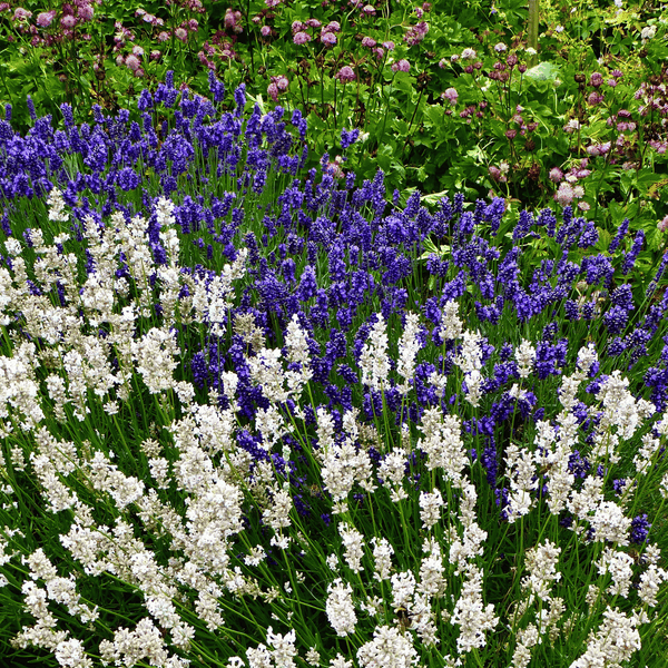Ellagance Snow Lavender Seeds