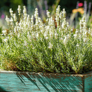 Ellagance Snow Lavender Seeds