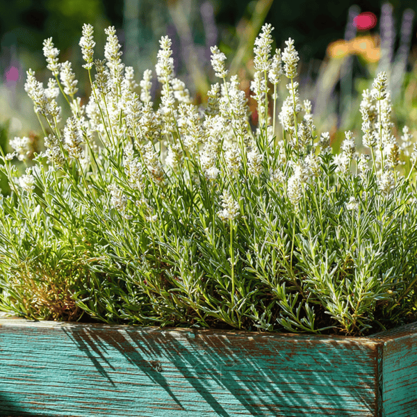 Ellagance Snow Lavender Seeds