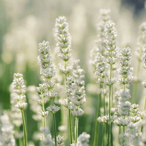 Ellagance Snow Lavender Seeds