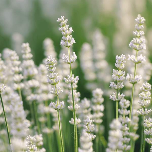 Ellagance Snow Lavender Seeds