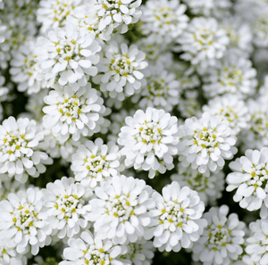 Empress Rocket Candytuft Seeds