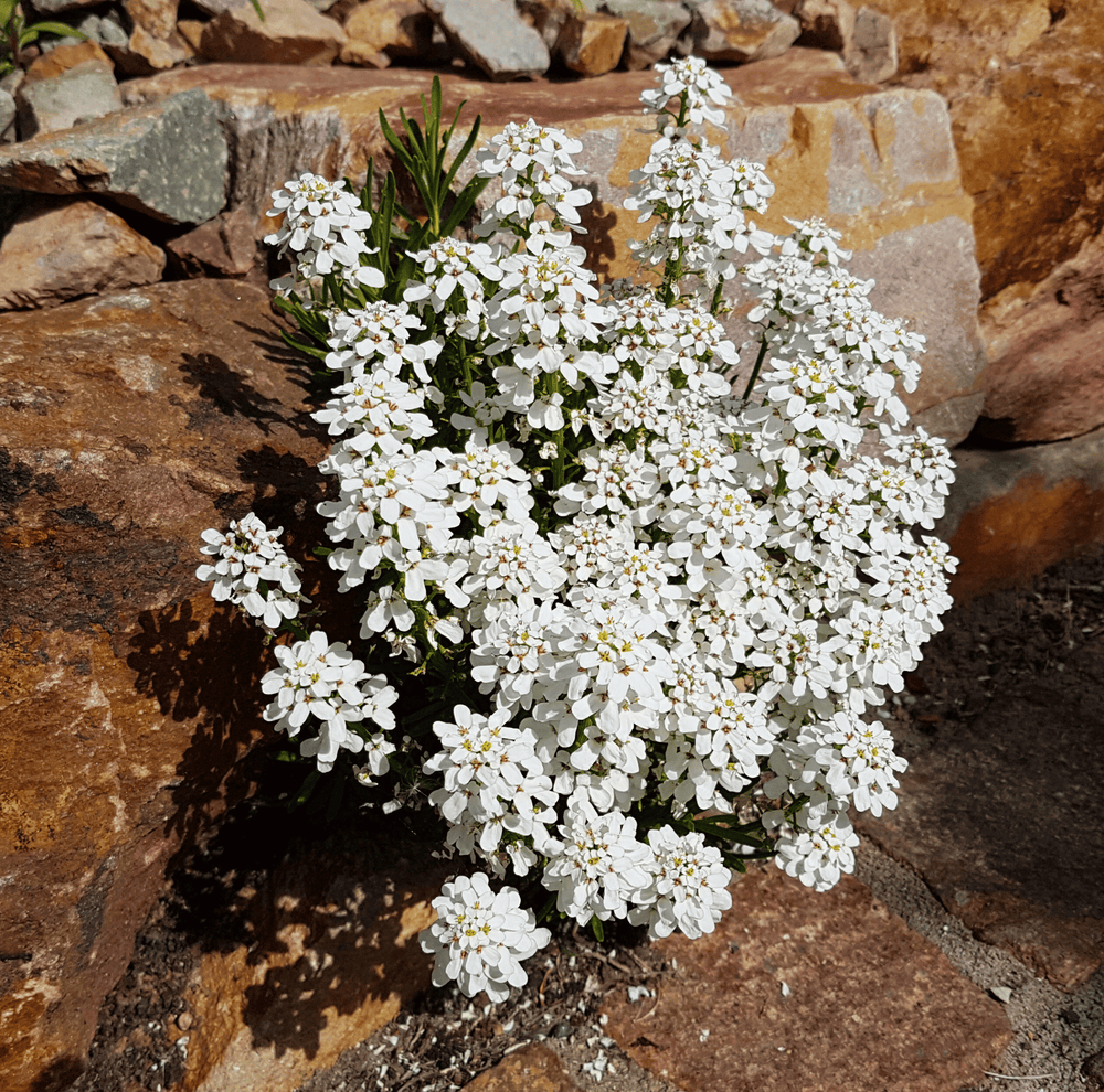 Empress Rocket Candytuft Seeds