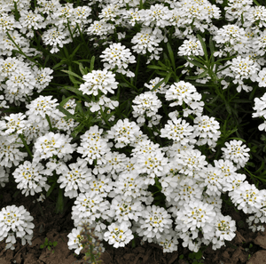 Empress Rocket Candytuft Seeds
