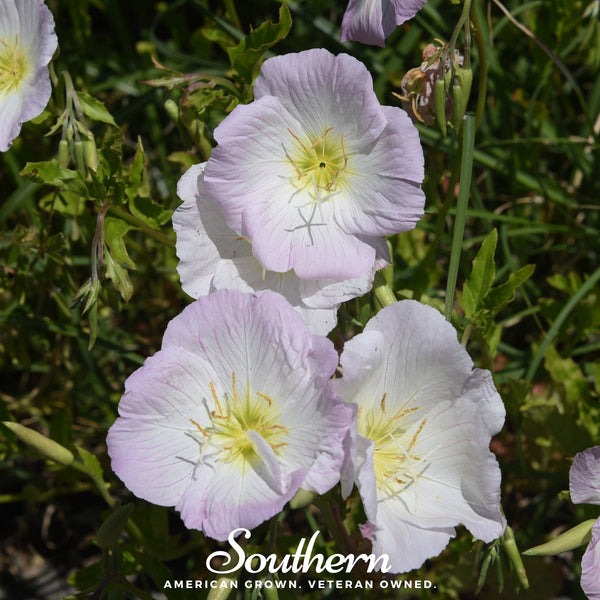 Showy Evening Primrose (Pink Ladies)Seeds