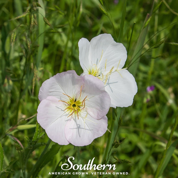Showy Evening Primrose (Pink Ladies)Seeds