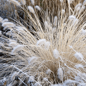 Feathertop Ornamental Grass Seeds