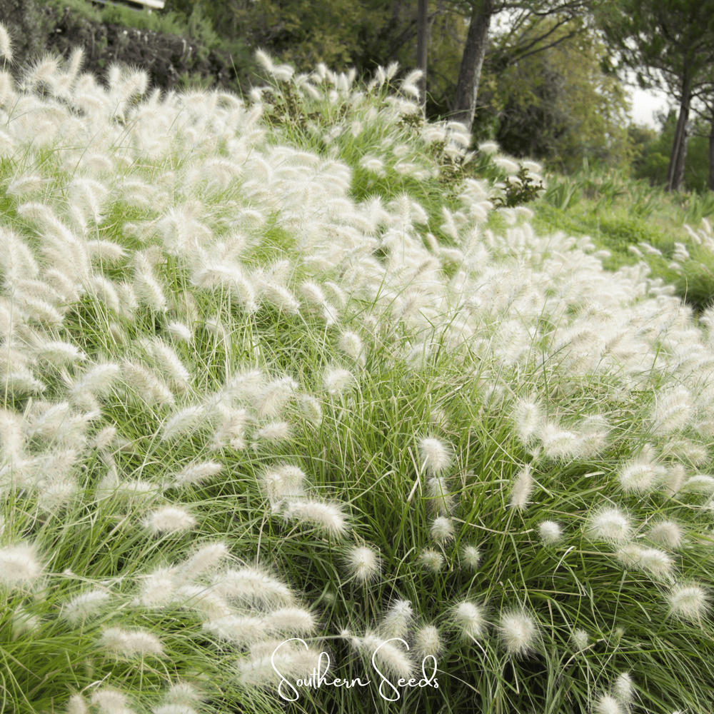 Feathertop Ornamental Grass Seeds