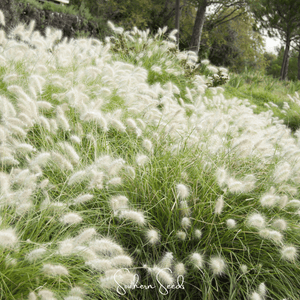 Feathertop Ornamental Grass Seeds