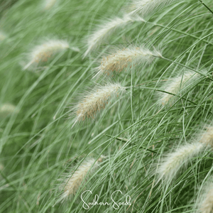 Feathertop Ornamental Grass Seeds