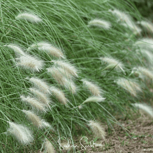 Feathertop Ornamental Grass Seeds