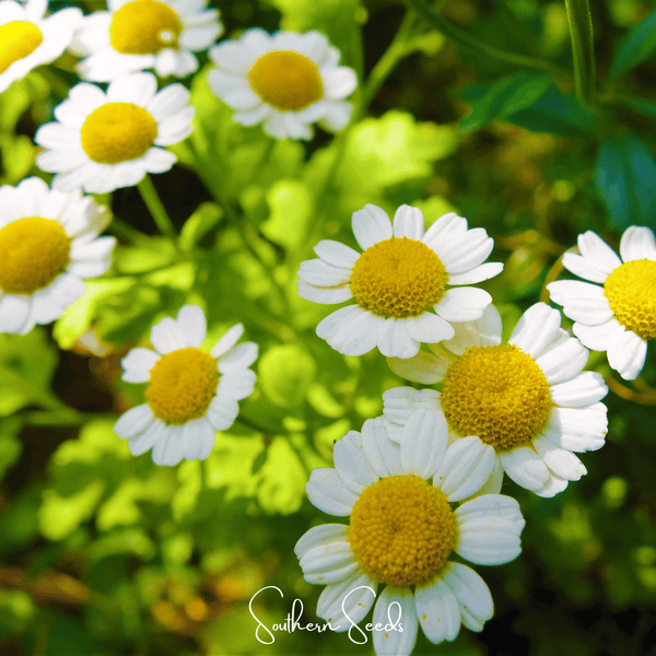 Feverfew Seeds