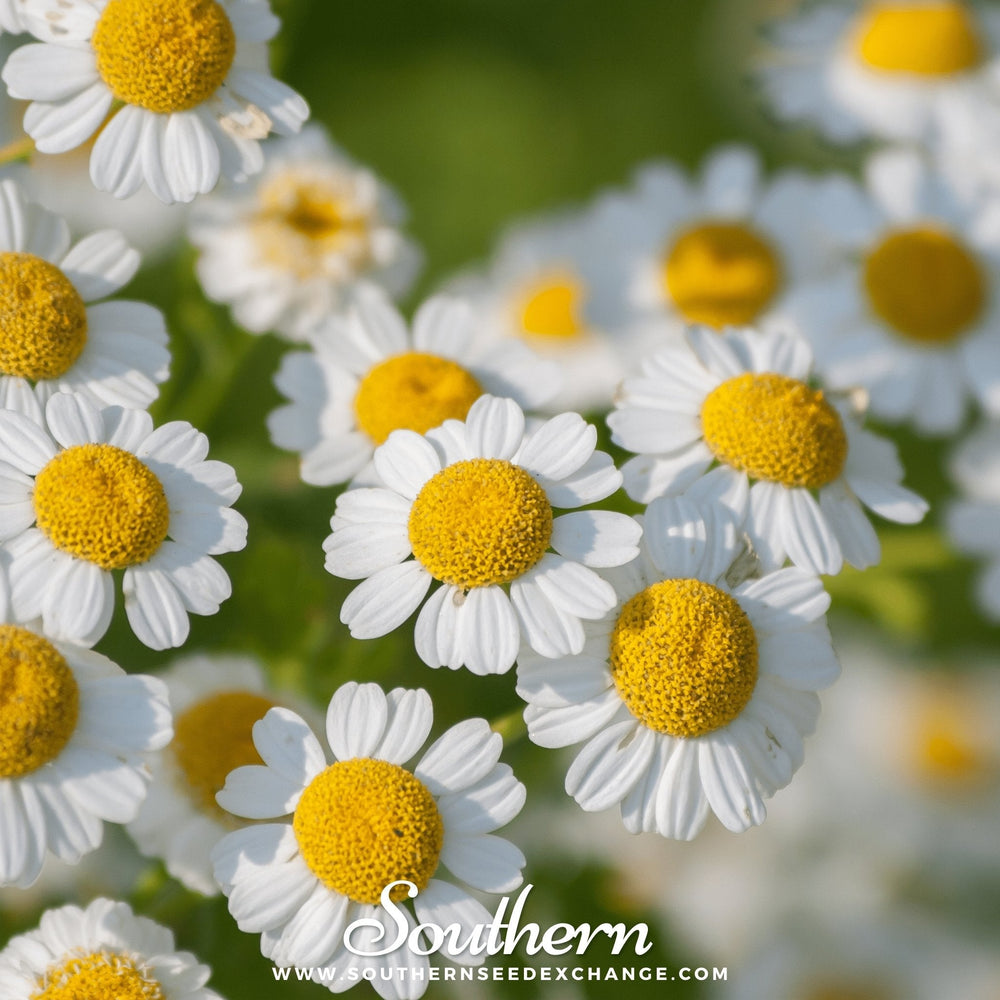 Feverfew Seeds