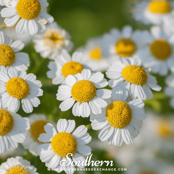 Feverfew Seeds