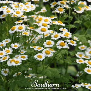 Feverfew Seeds