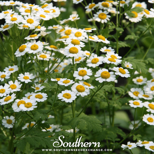 Feverfew Seeds
