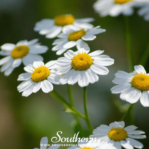 Feverfew Seeds
