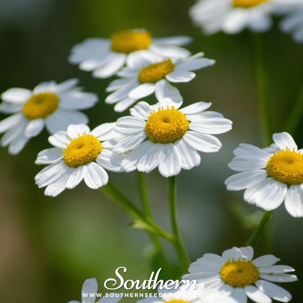 Feverfew Seeds